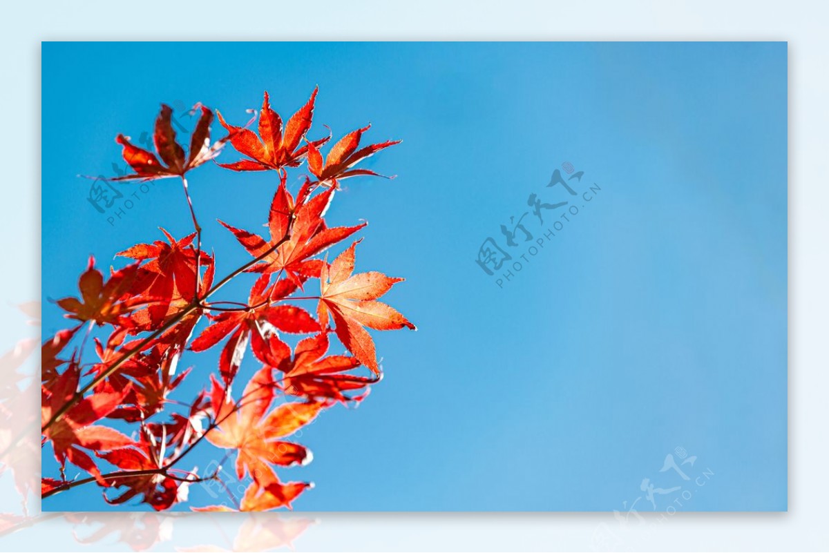 秋季红色枫叶背景海报素材图片