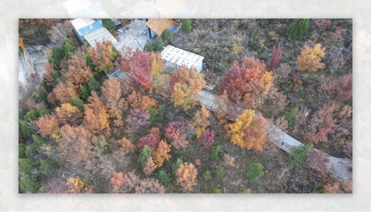 十渡野山坡的秋图片