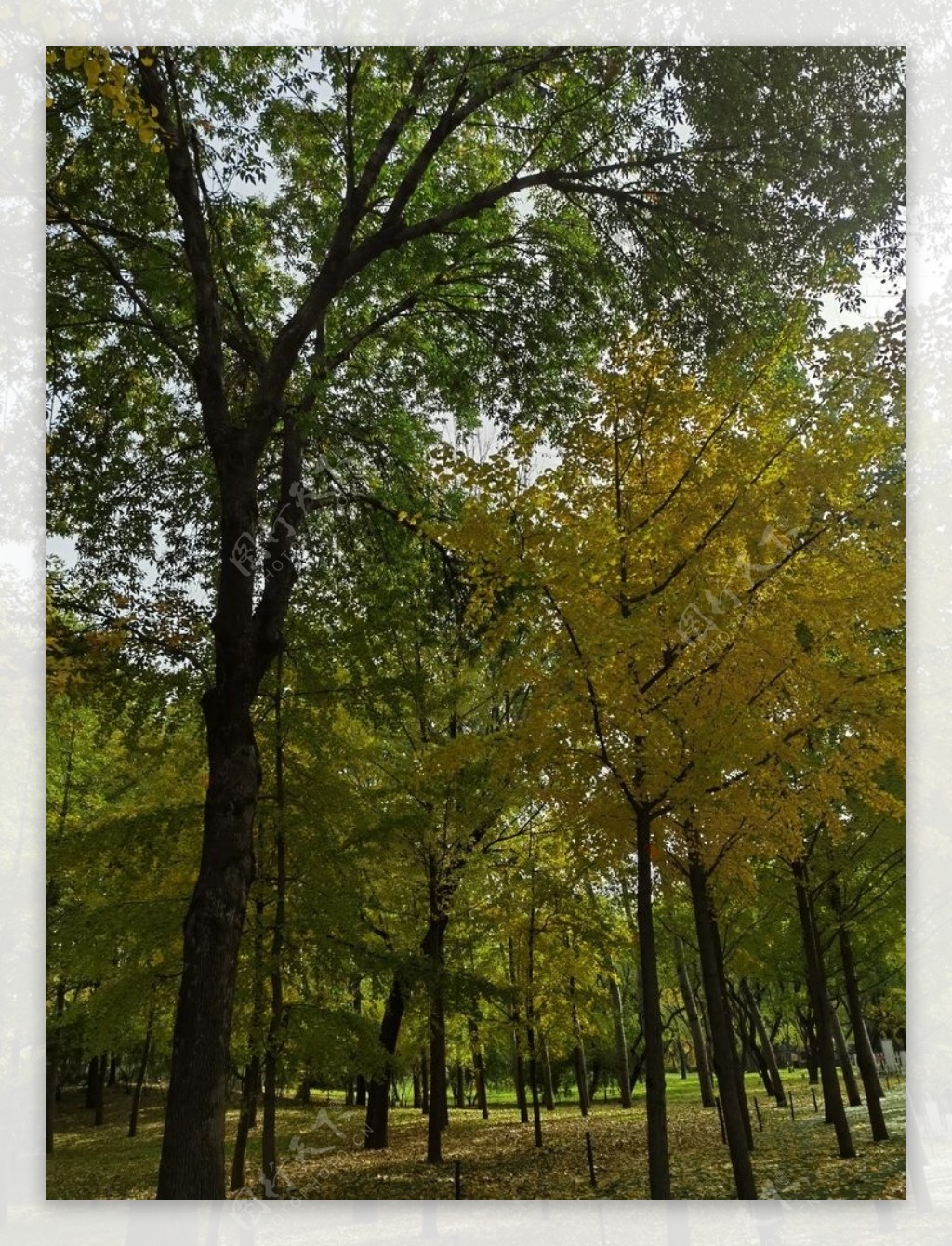 秋天红色枫树林树林图片
