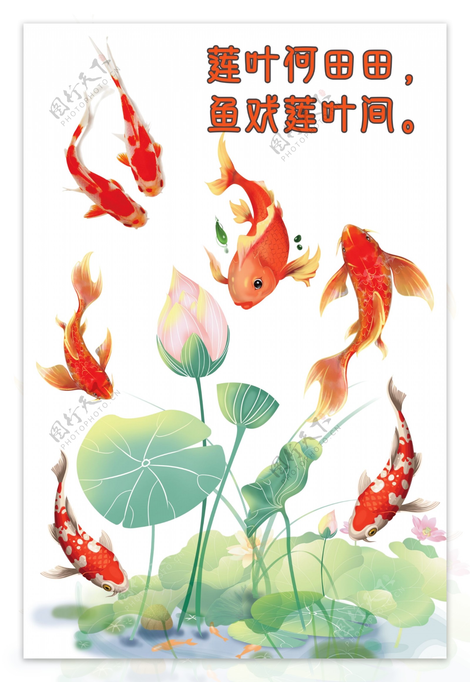 鱼戏莲花图片