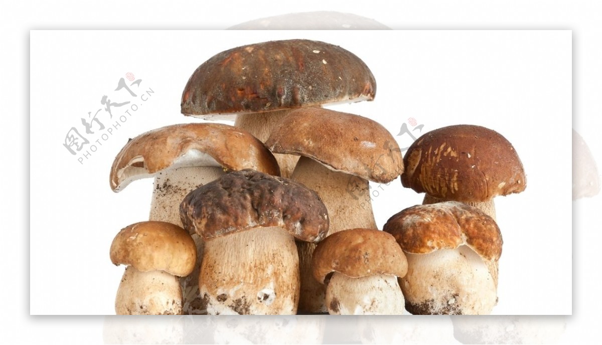 一些蘑菇白色背景图片