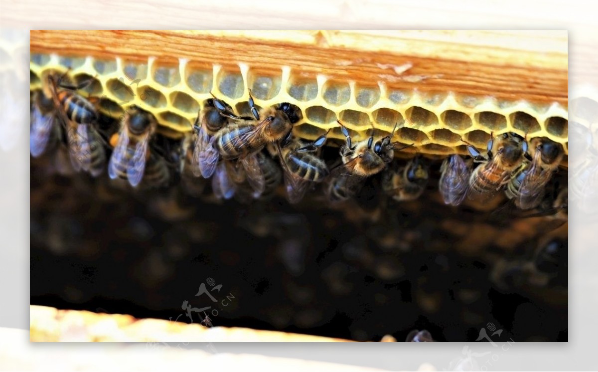 蜂巢图片