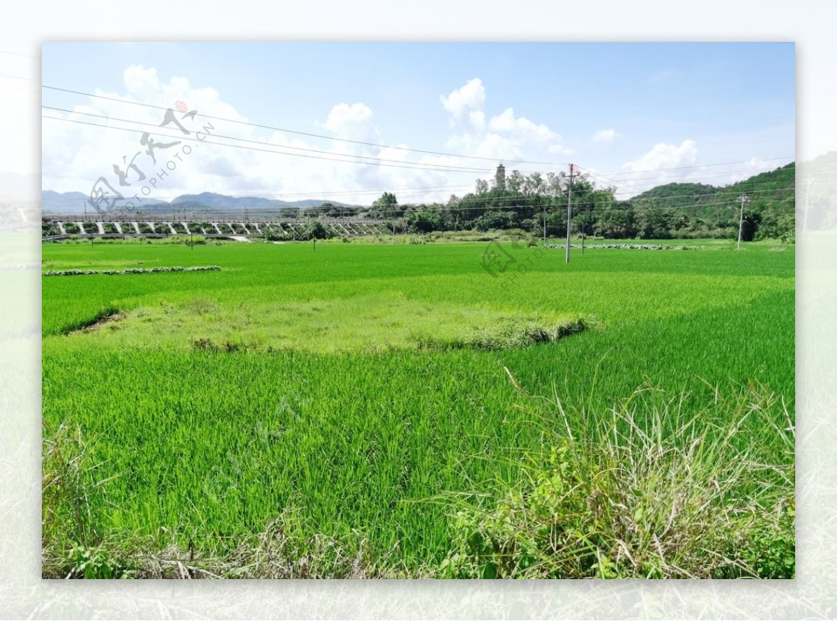 南方水稻种植风景图片