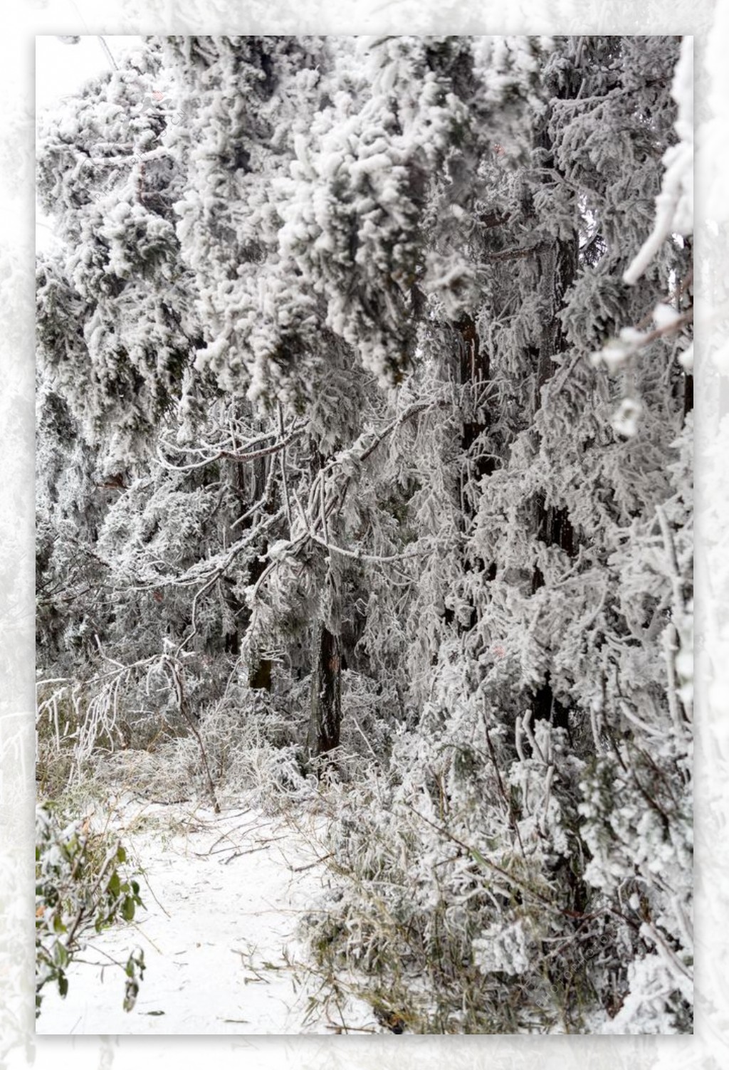 雪挂树枝图片