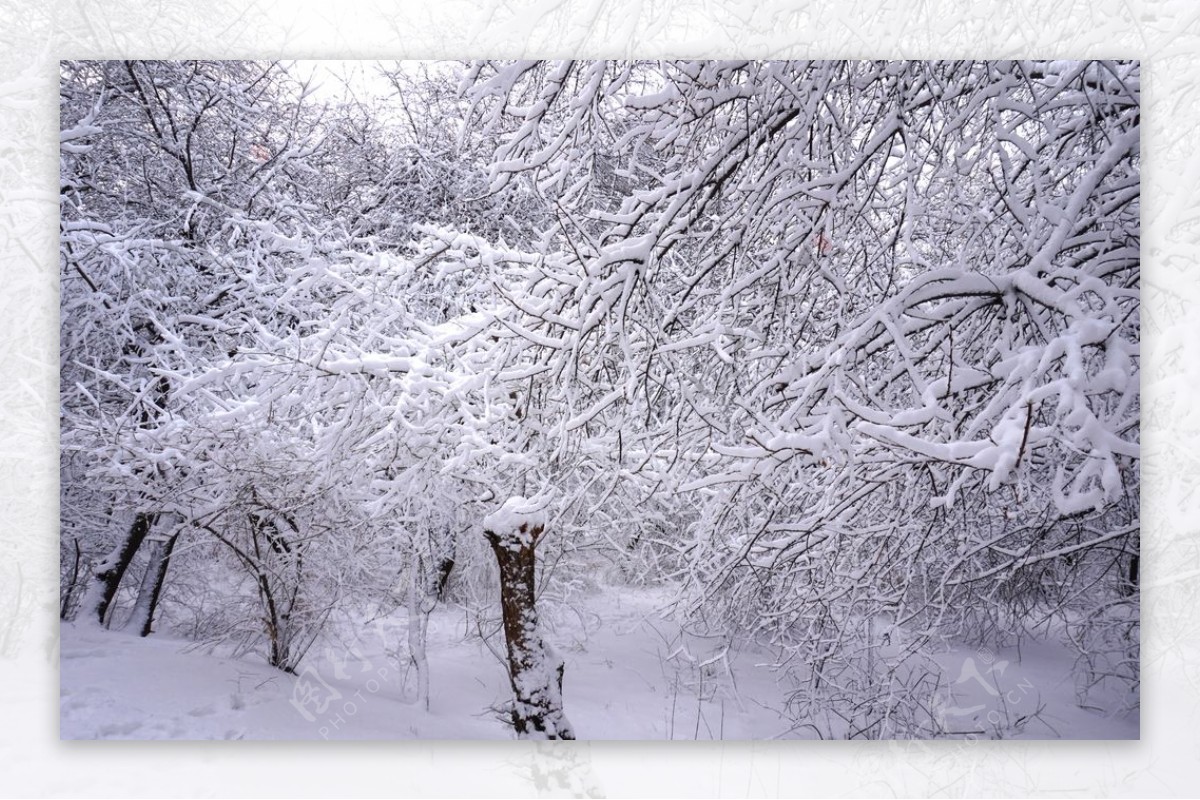 雪压树枝图片