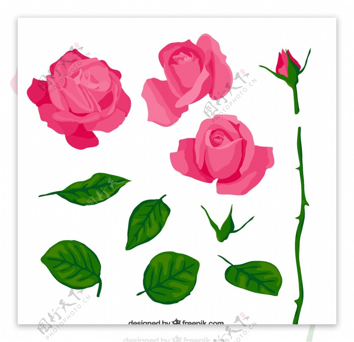粉色玫瑰与叶子图片