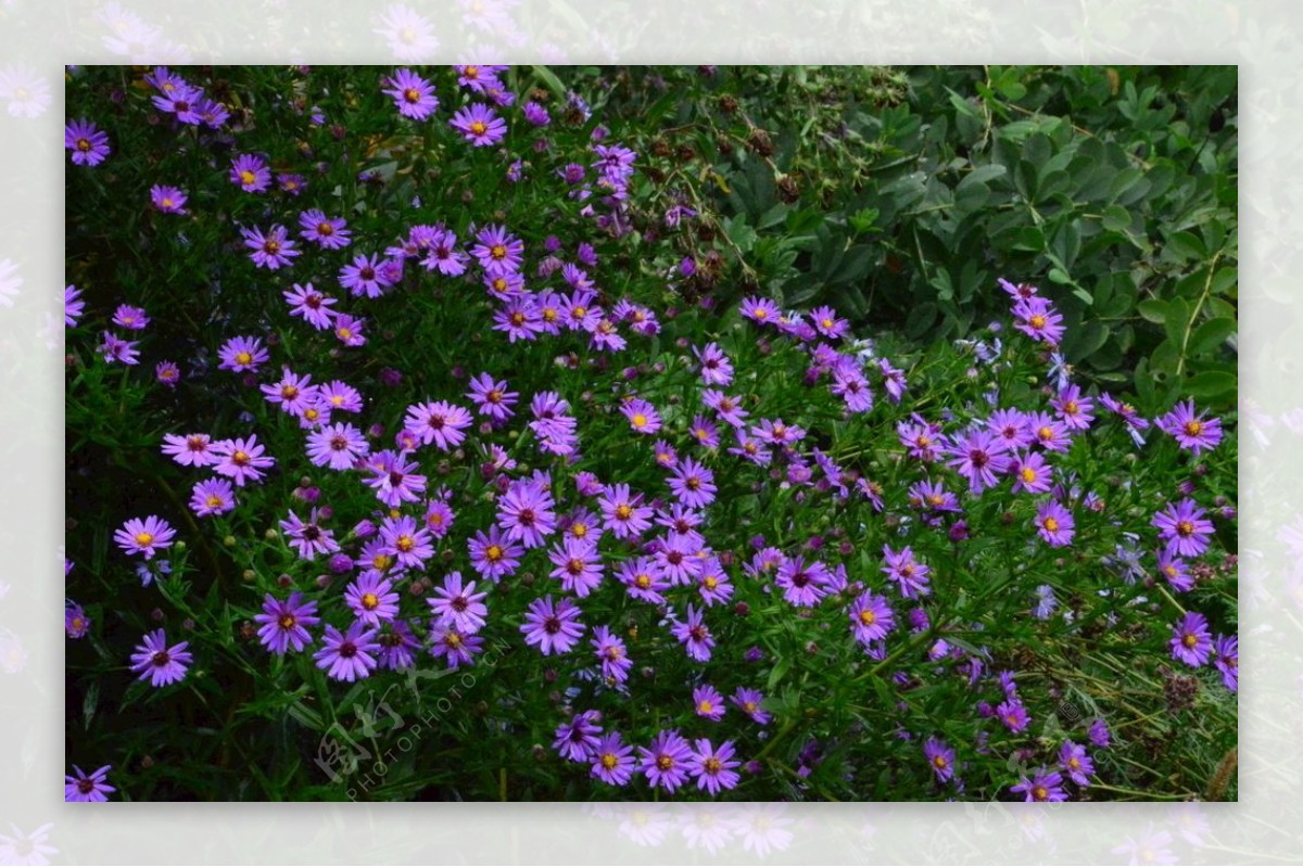 紫菀图片
