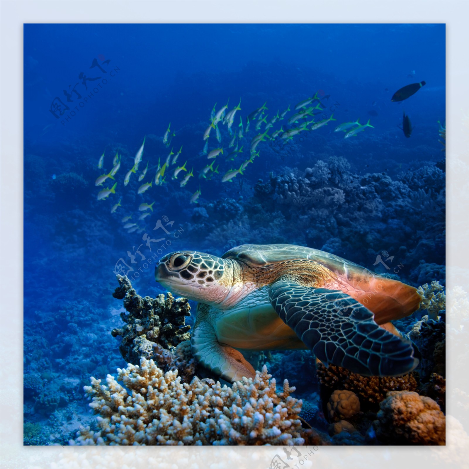 海底世界图片,深海底图片,壁纸风景海底珊瑚_大山谷图库