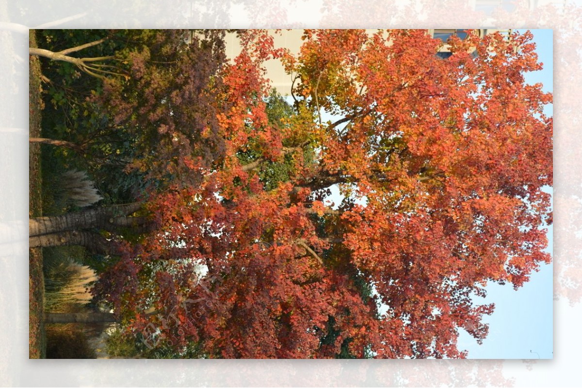 秋天红色树图片