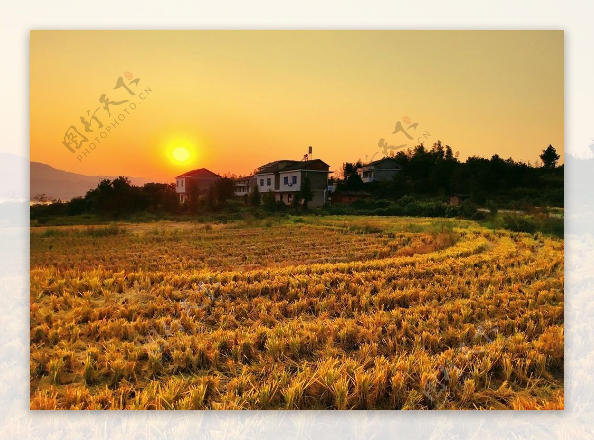 夕阳下的稻田是秋天的童话图片