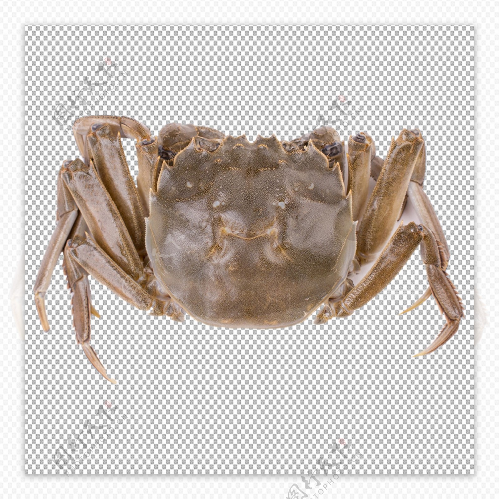 透明底螃蟹图片