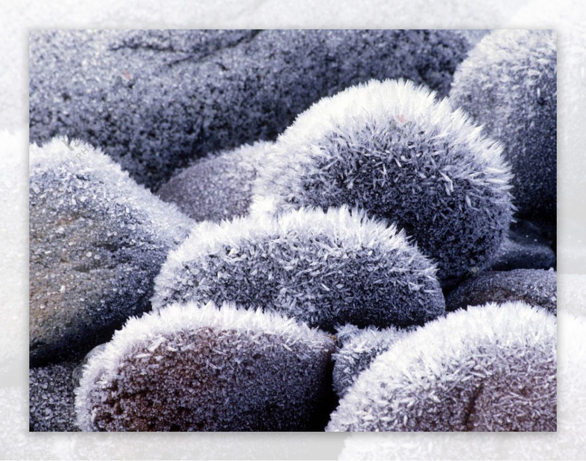 被雪覆盖的圆球植物图片