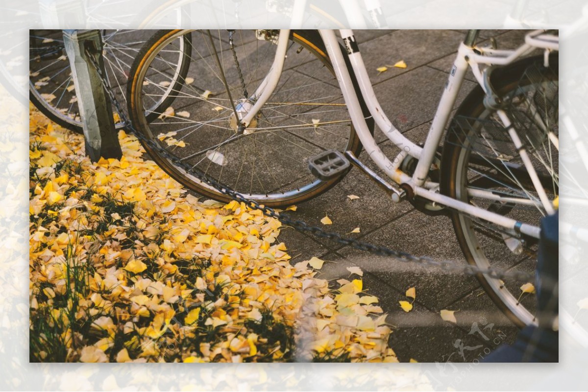 秋天路边银杏落叶旁白色自行车图片