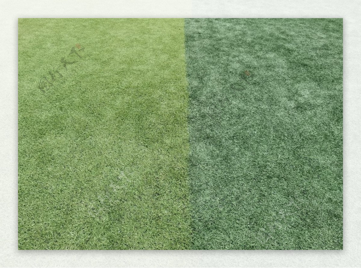 足球场草坪绿色草皮球场图片