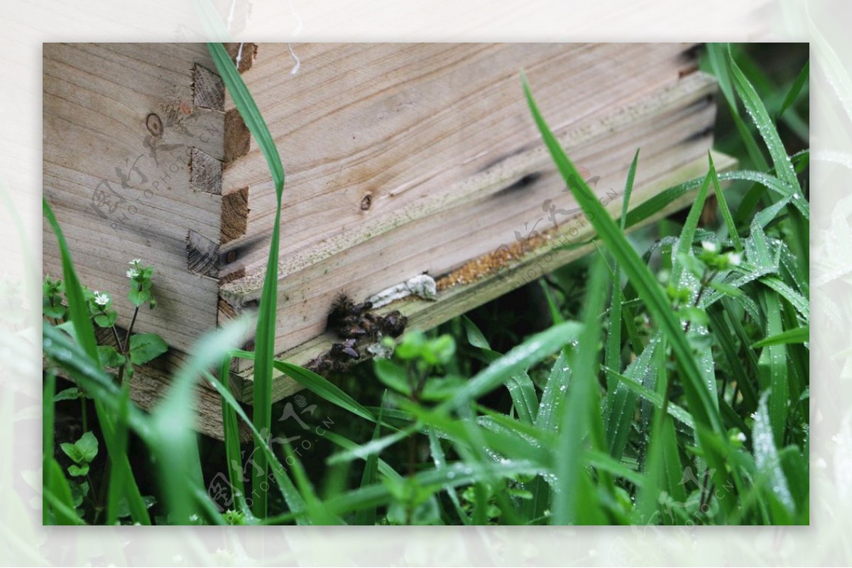 蜜蜂蜂箱图片