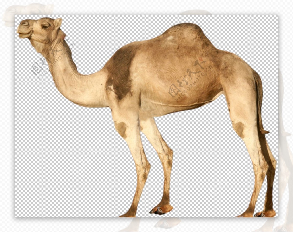 骆驼图片