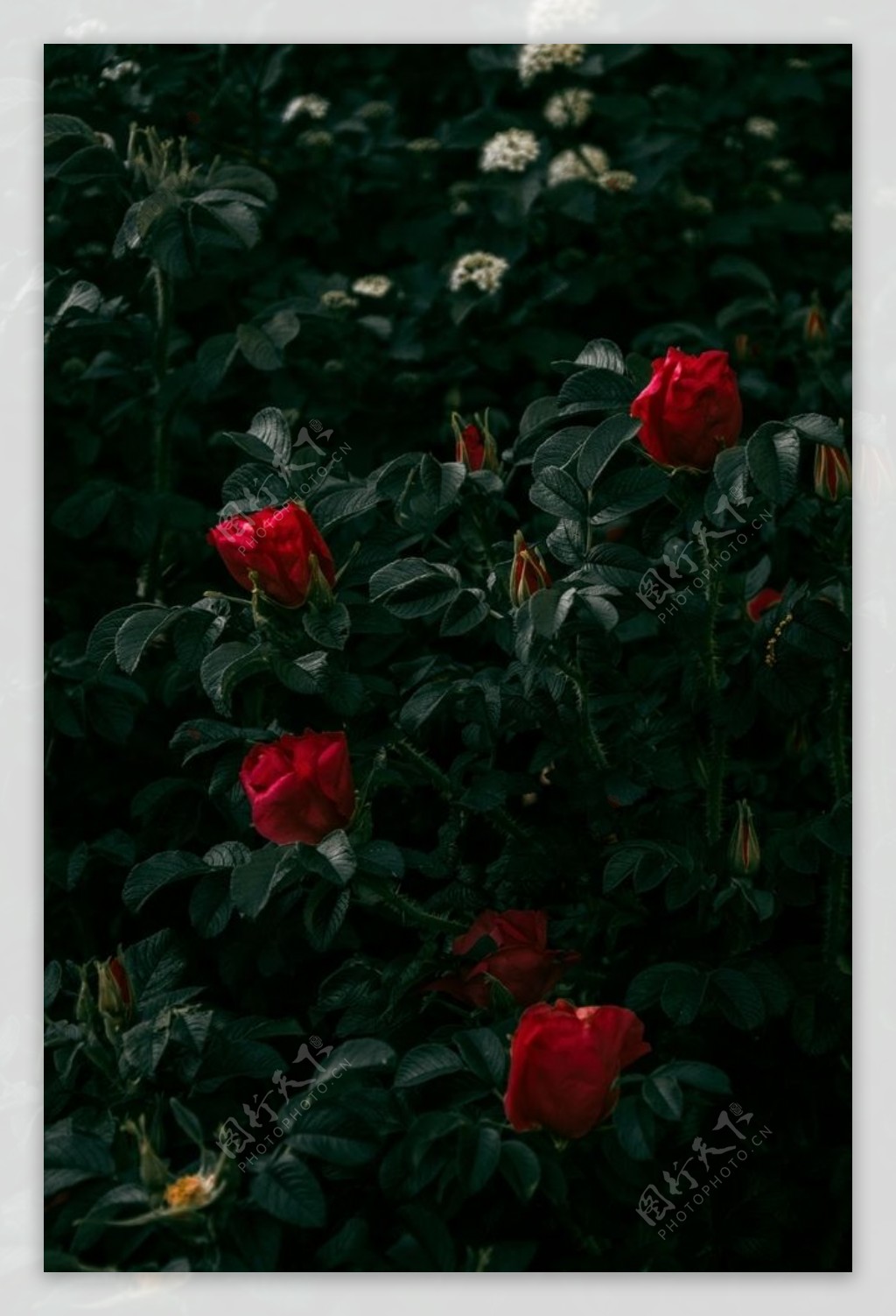 生长的玫瑰图片