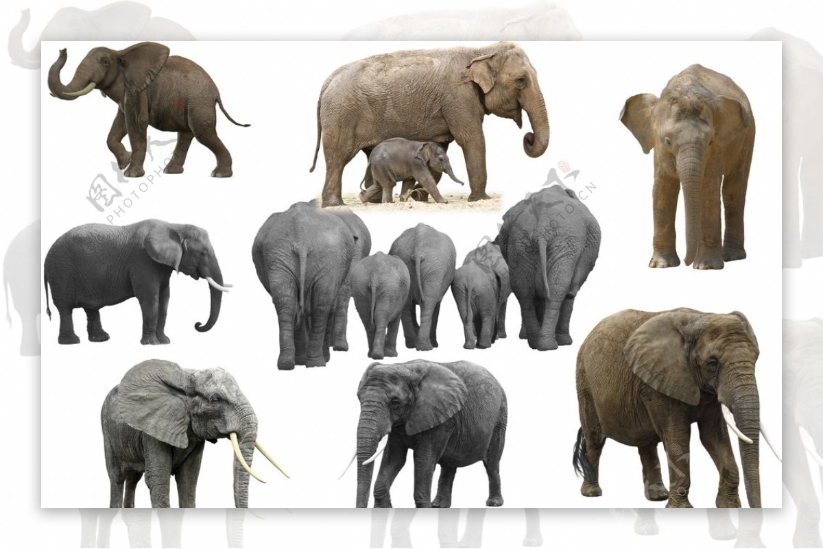 大象合集图片
