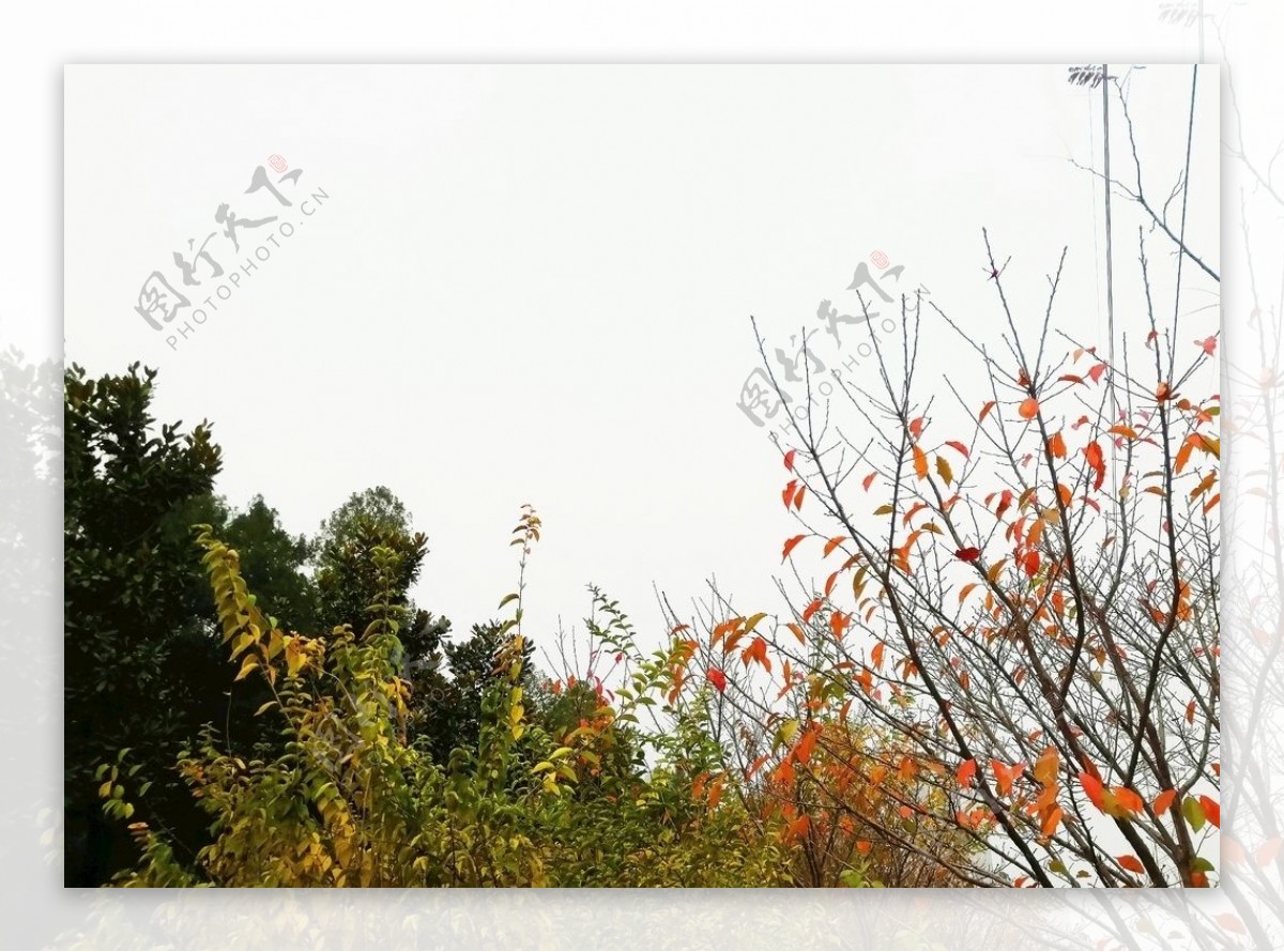 写意的秋叶图片