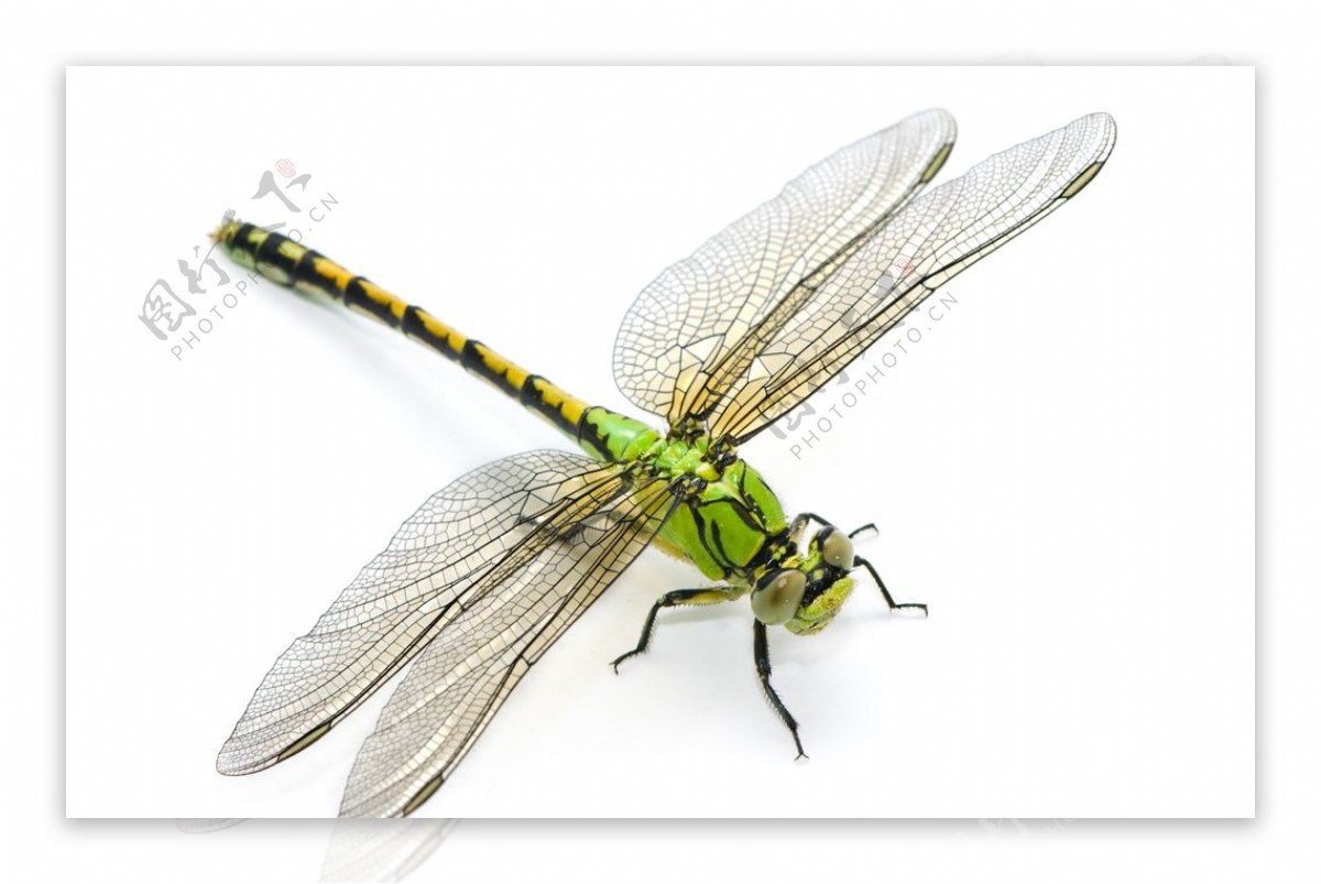 绿色蜻蜓摄影图片