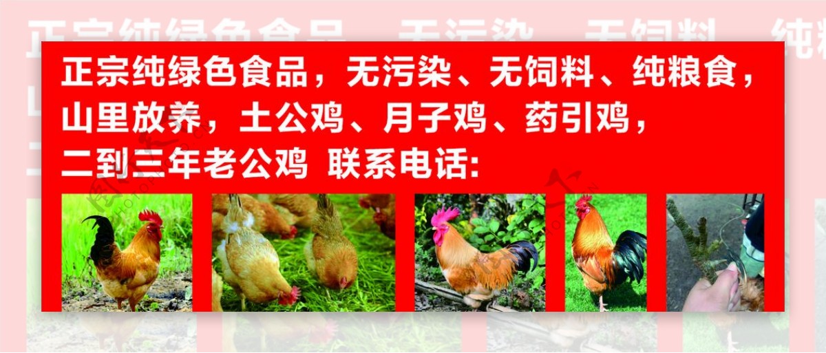 土公鸡宣传海报图片