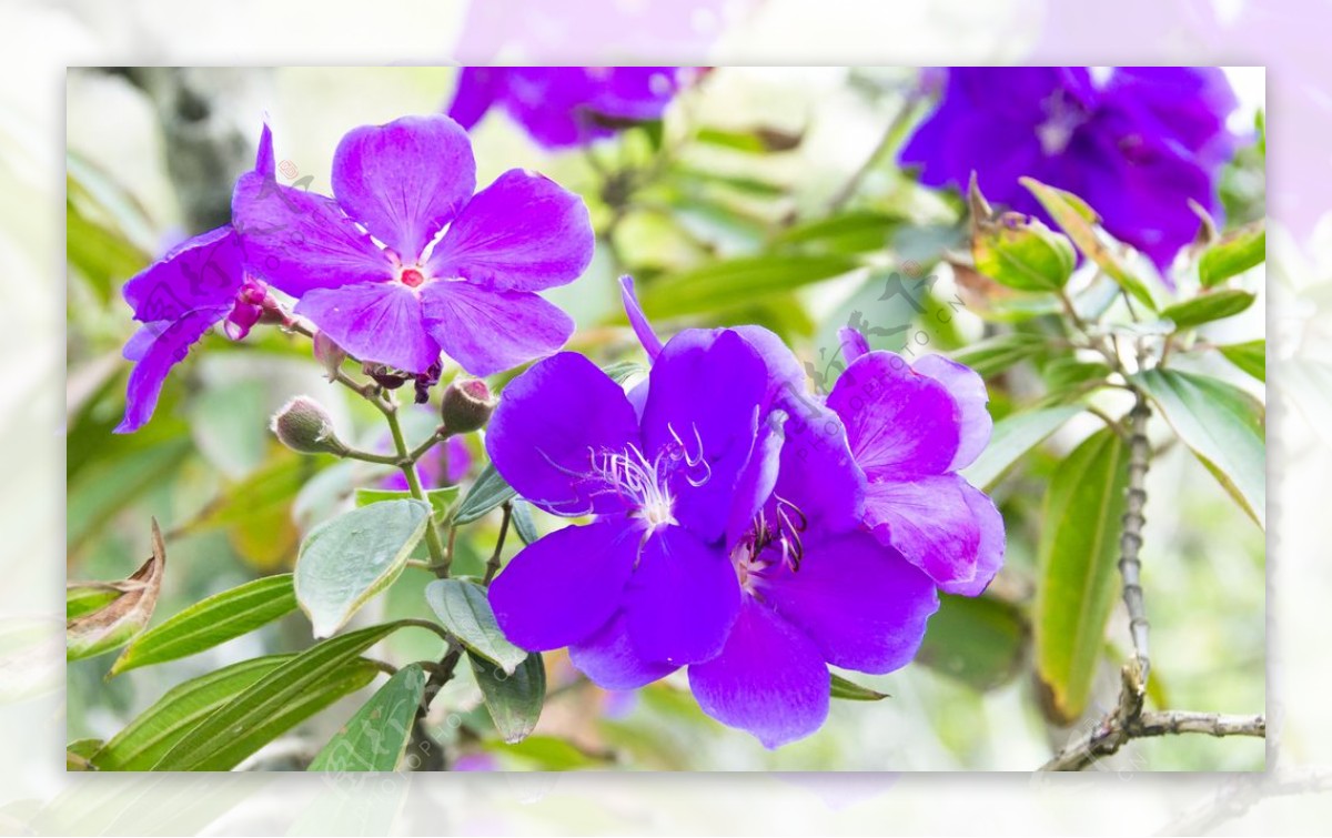 紫色野牡丹图片