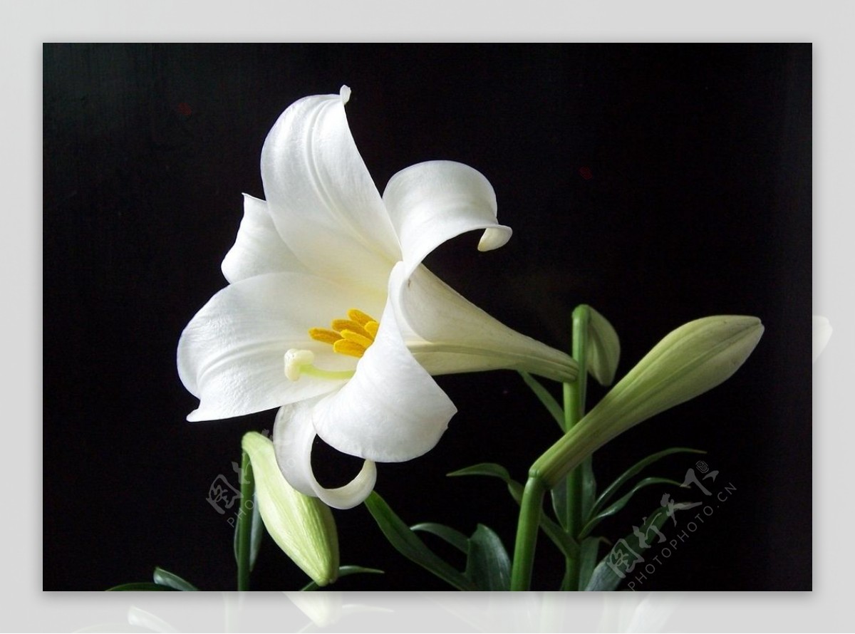 百合图片 百合图片欣赏|花卉图片|花卉|597苗木网