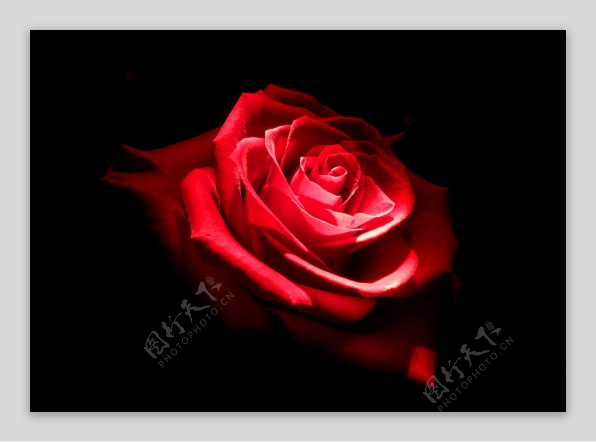 高清红色玫瑰拍摄素材图片