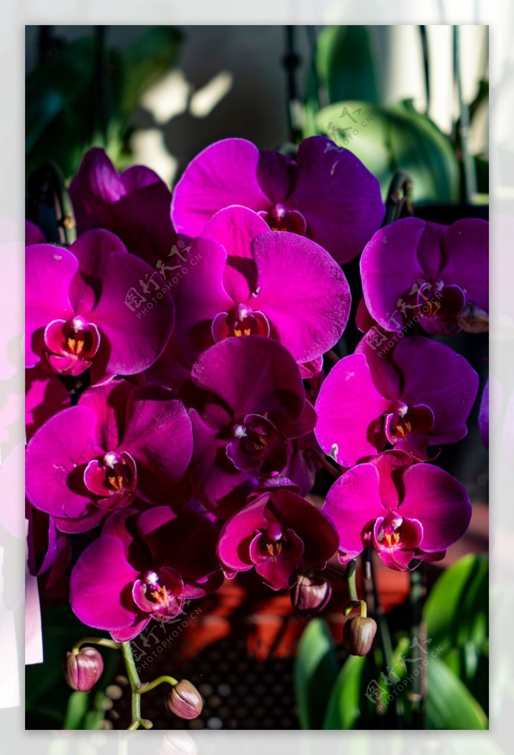 紫红色兰花图片