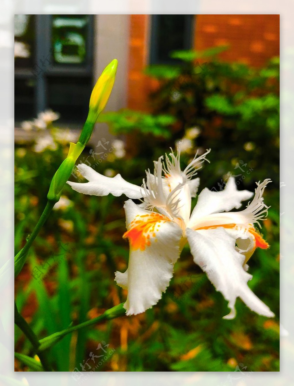 植物摄影窗台下的兰花图片