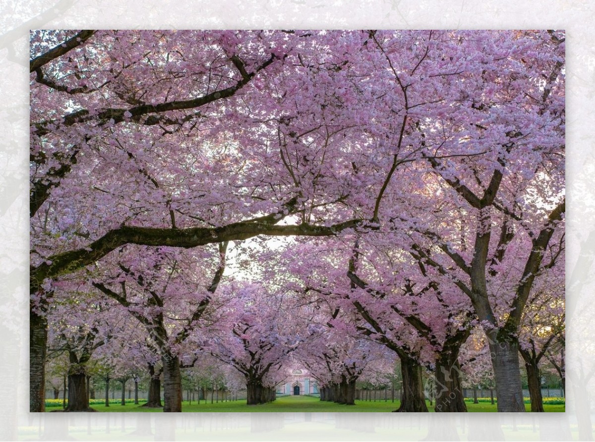 春季樱花图片