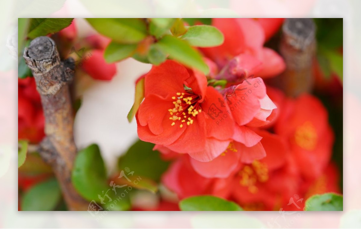 枚红色海棠花特写图片