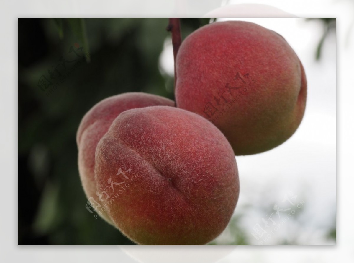 树枝上成熟的水蜜桃图片