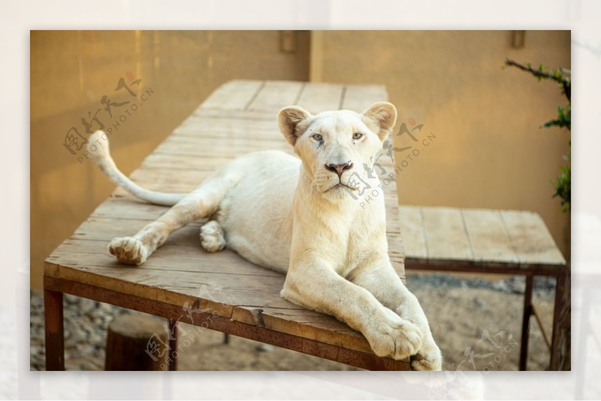 非洲母狮图片