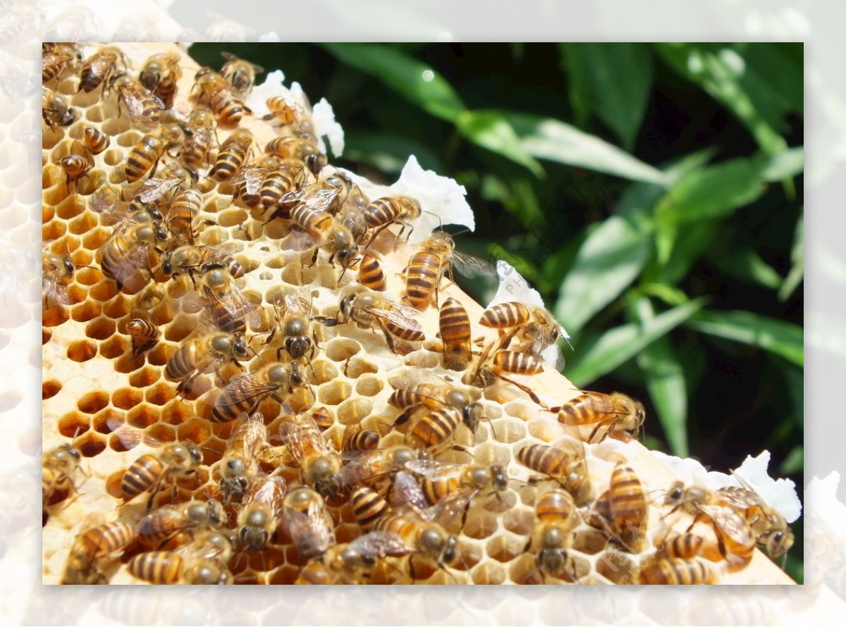 蜜蜂中华土蜂图片