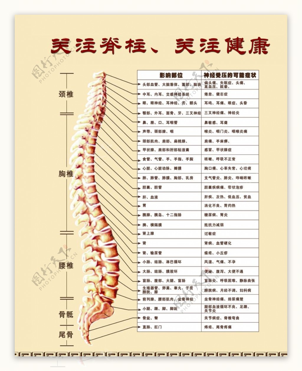 图54 椎骨间的连结-人体解剖组织学-医学