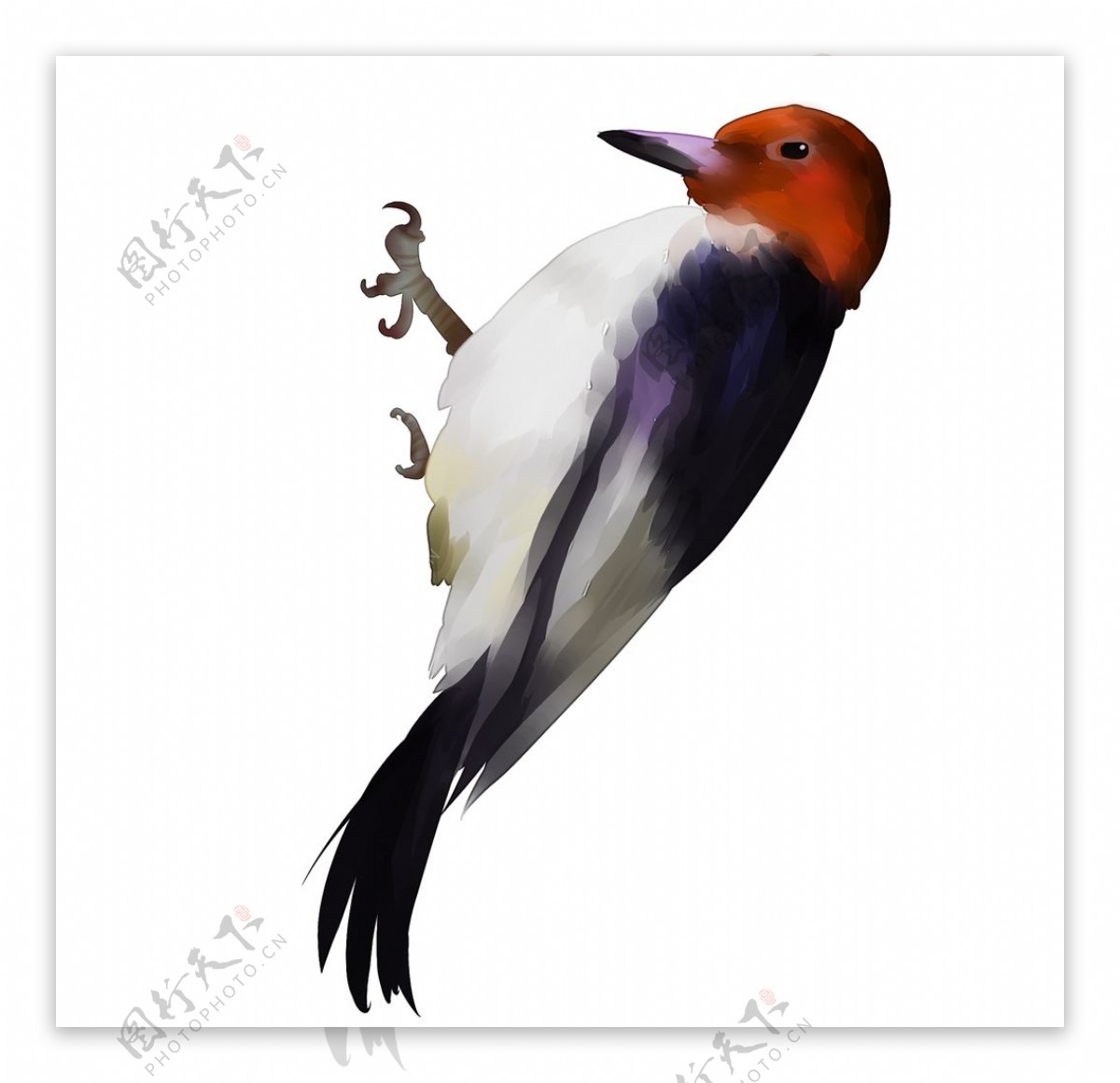 手绘啄木鸟素材图片