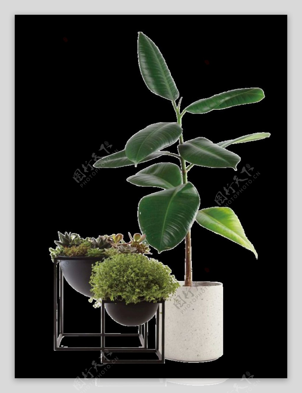 绿植花瓶图片