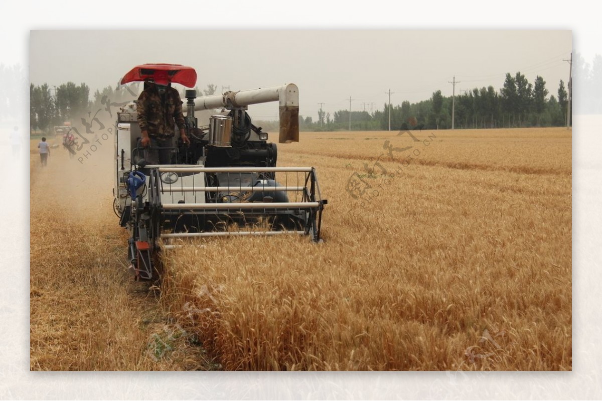 小麦联合收割机图片