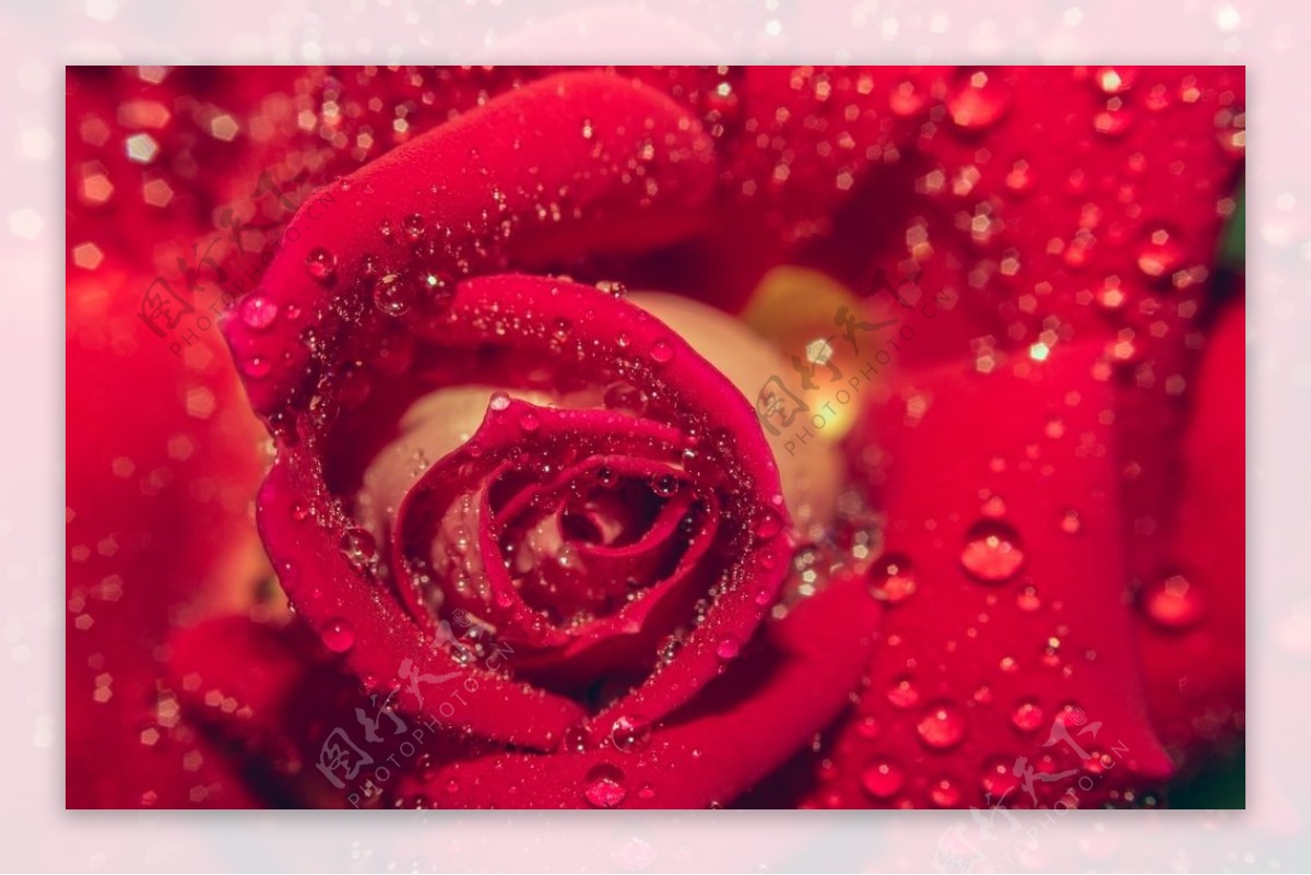 鲜红的玫瑰花图片