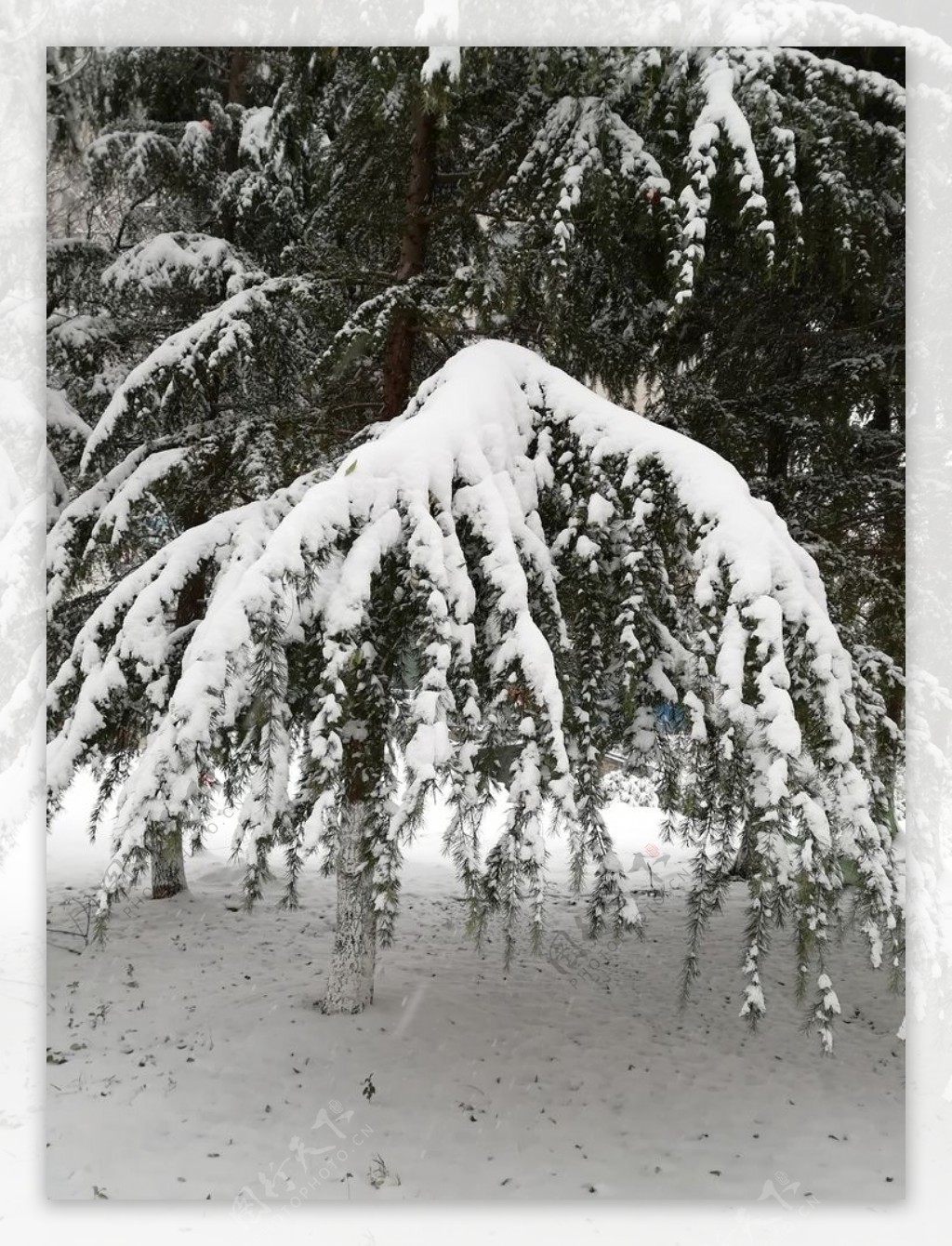 树枝上积雪图片