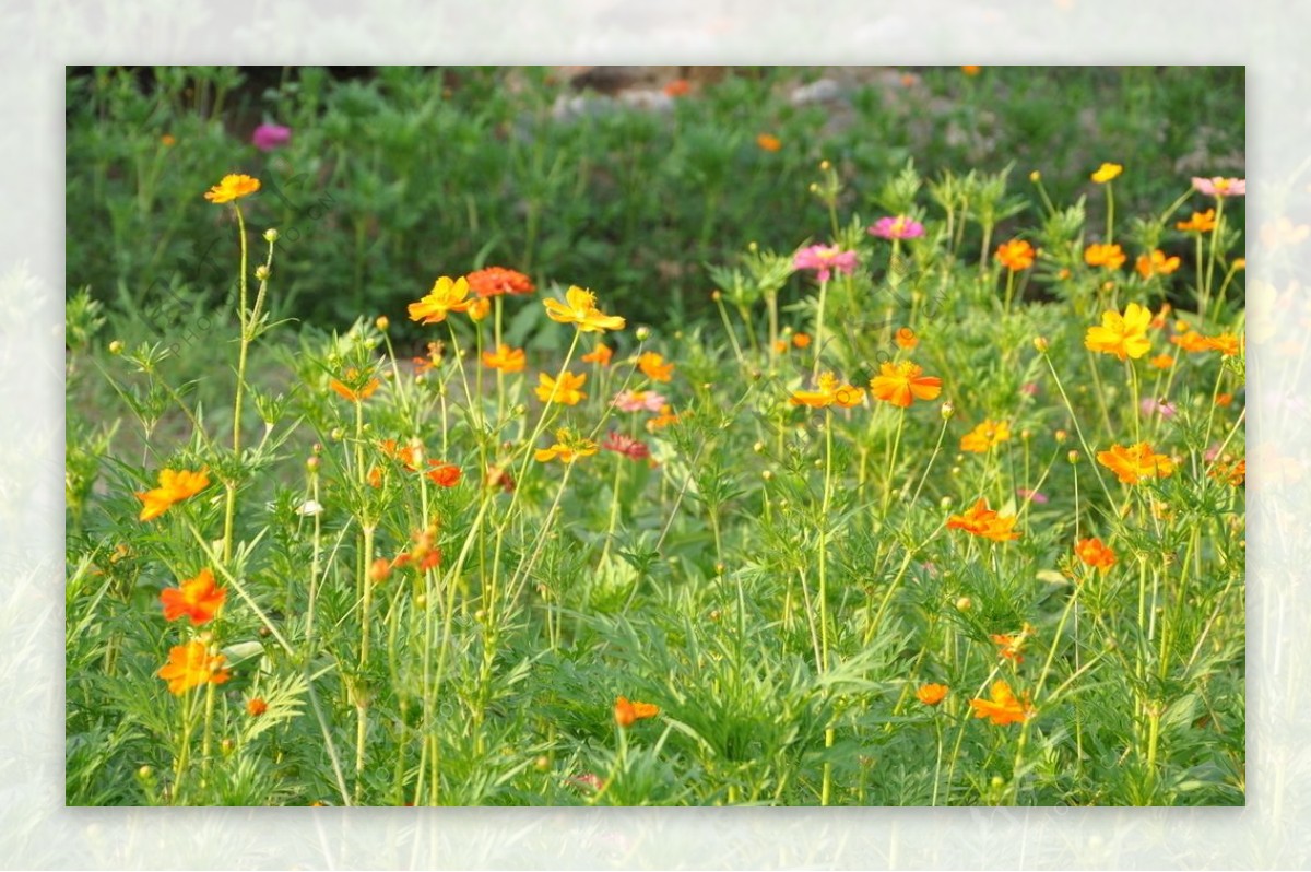 园林地被植物应用野花组合图片
