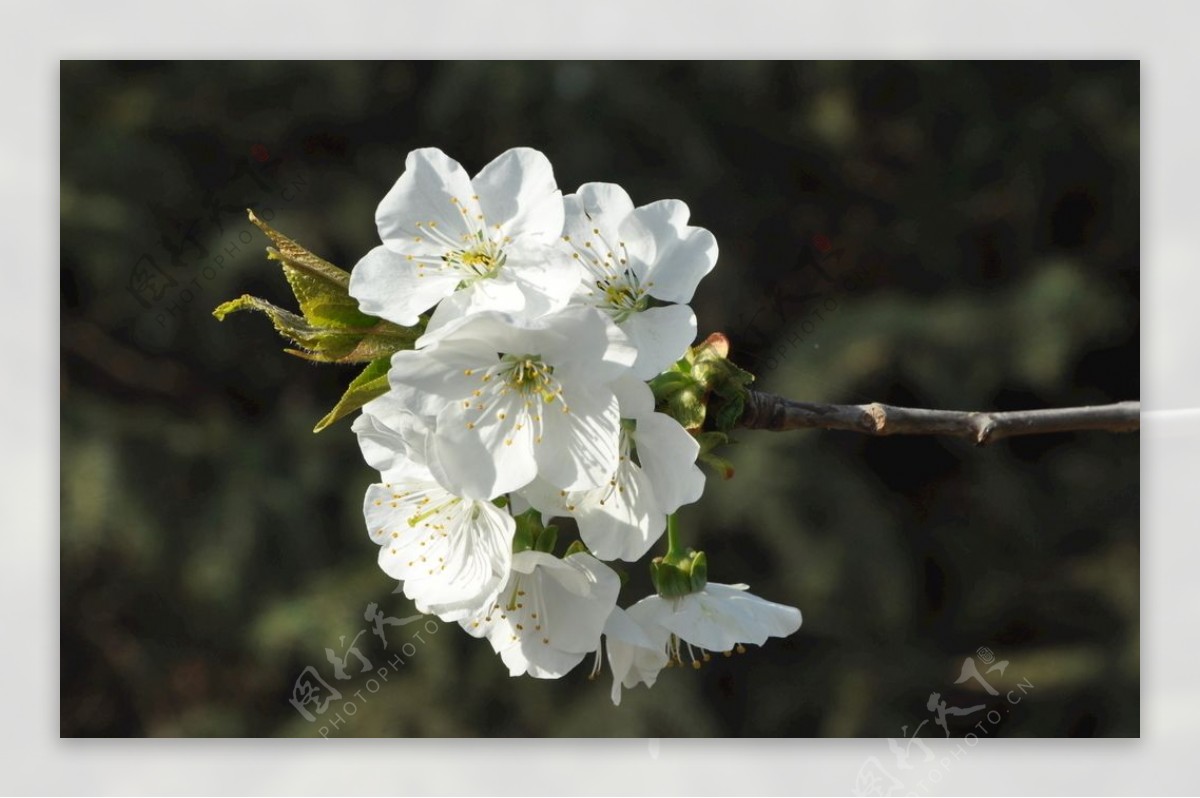 景观植物樱桃的花枝图片