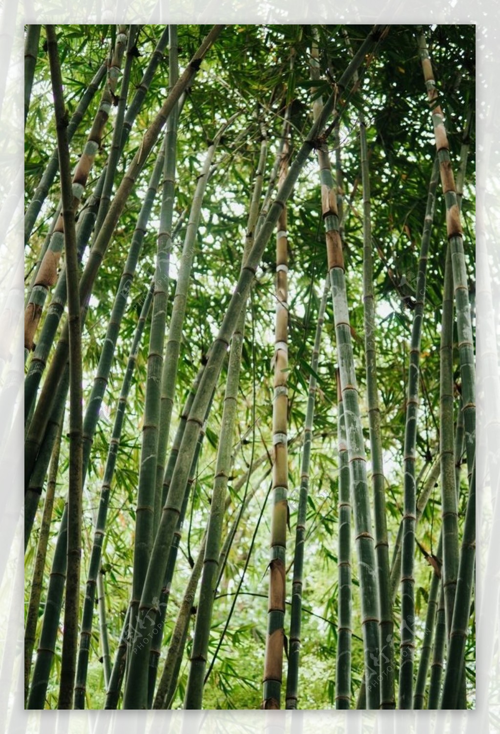 竹图片