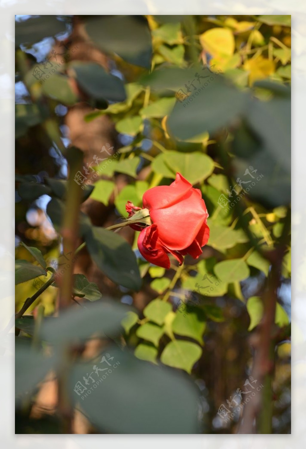 阳光下红色月季玫瑰花朵特写图片