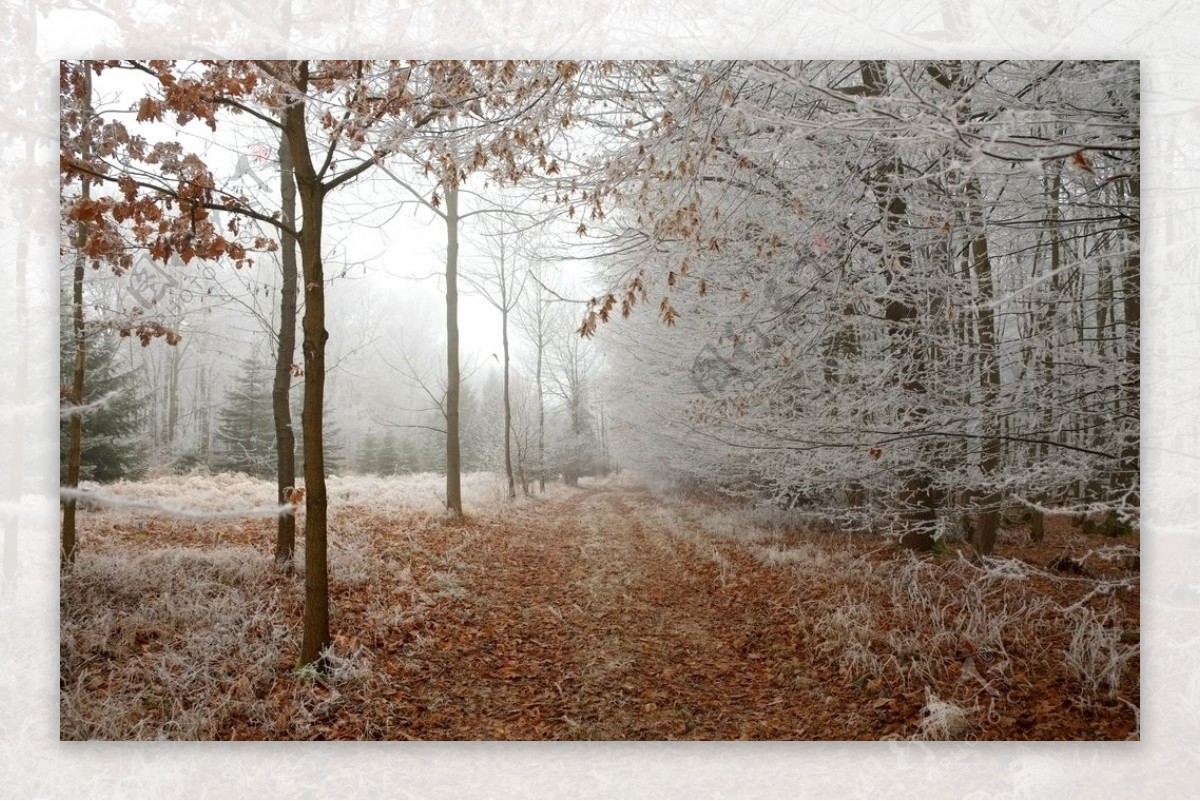 森林冬天图片